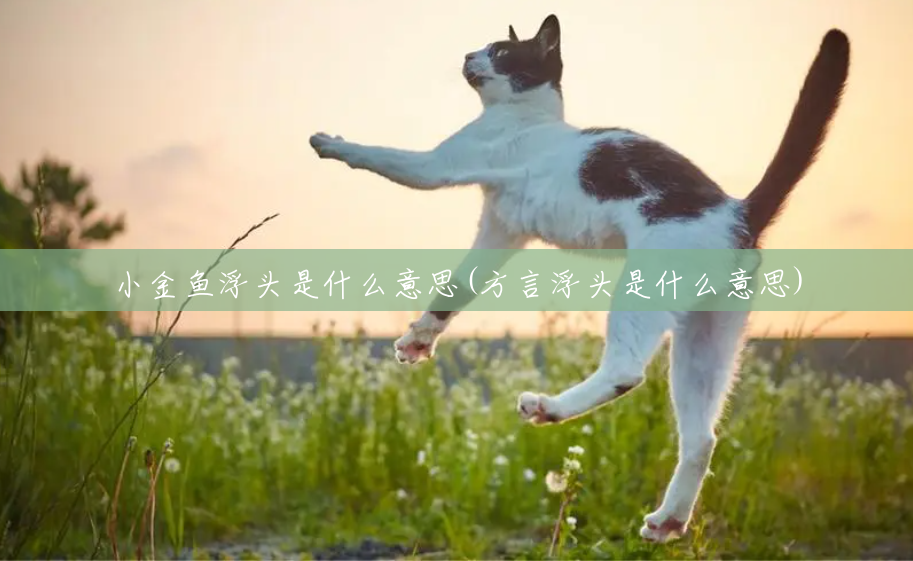 小金鱼浮头是什么意思(方言浮头是什么意思) 小金鱼浮头是什么意思(方言浮头是什么意思)