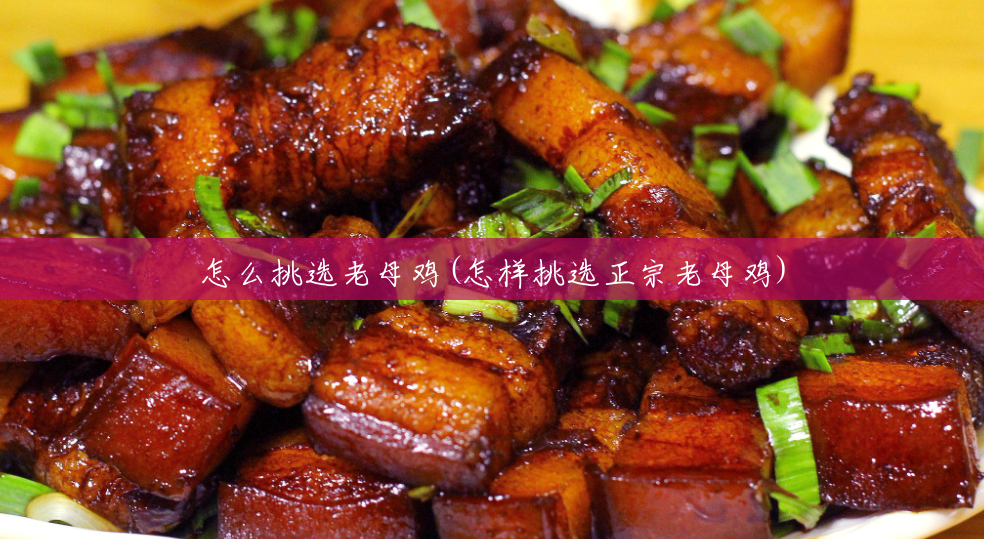 怎么挑选老母鸡(怎样挑选正宗老母鸡) 怎么挑选老母鸡(怎样挑选正宗老母鸡)