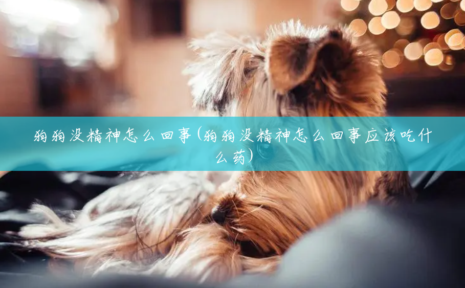 狗狗没精神怎么回事(狗狗没精神怎么回事应该吃什么药) 狗狗没精神怎么回事(狗狗没精神怎么回事应该吃什么药)