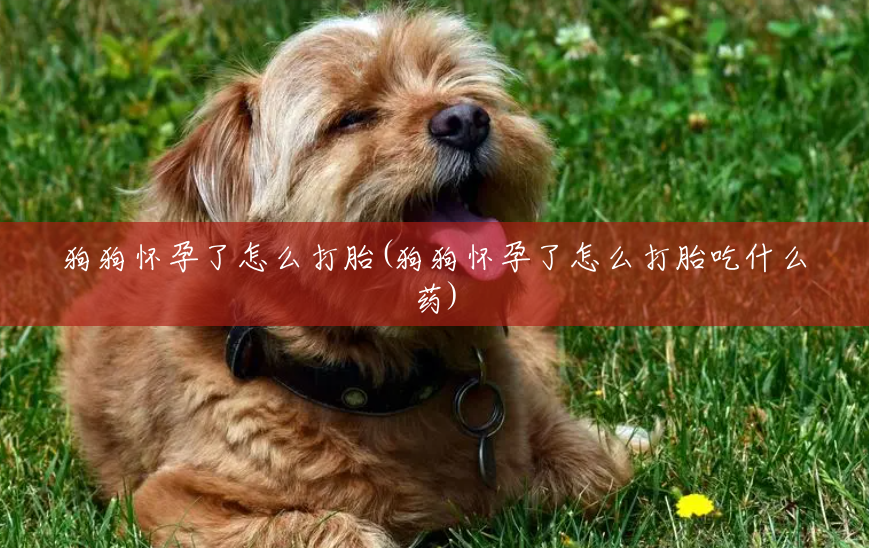 狗狗怀孕了怎么打胎(狗狗怀孕了怎么打胎吃什么药) 狗狗怀孕了怎么打胎(狗狗怀孕了怎么打胎吃什么药)