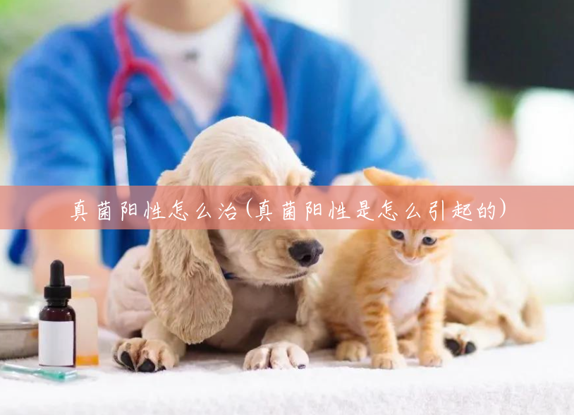 真菌阳性怎么治(真菌阳性是怎么引起的)