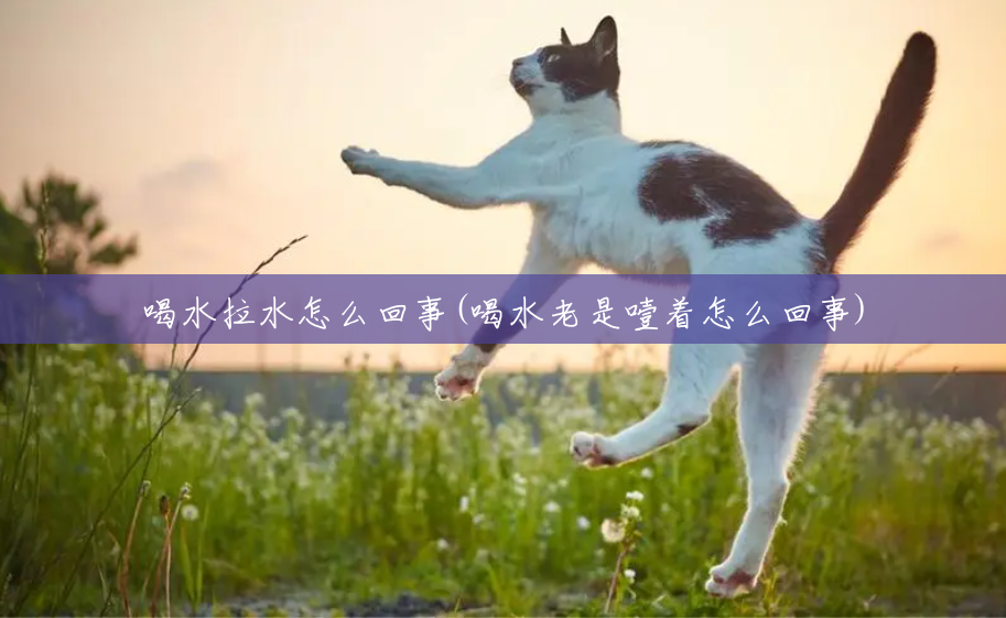 喝水拉水怎么回事(喝水老是噎着怎么回事) 喝水拉水怎么回事(喝水老是噎着怎么回事)