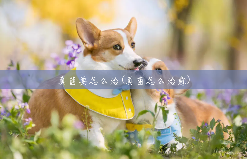 真菌要怎么治(真菌怎么治愈) 真菌要怎么治(真菌怎么治愈)