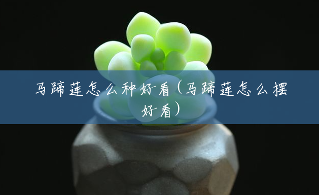 马蹄莲怎么种好看(马蹄莲怎么摆好看) 马蹄莲怎么种好看(马蹄莲怎么摆好看)