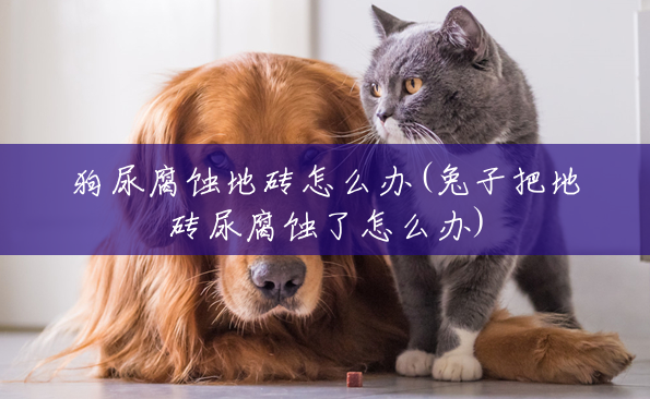 狗尿腐蚀地砖怎么办(兔子把地砖尿腐蚀了怎么办) 狗尿腐蚀地砖怎么办(兔子把地砖尿腐蚀了怎么办)