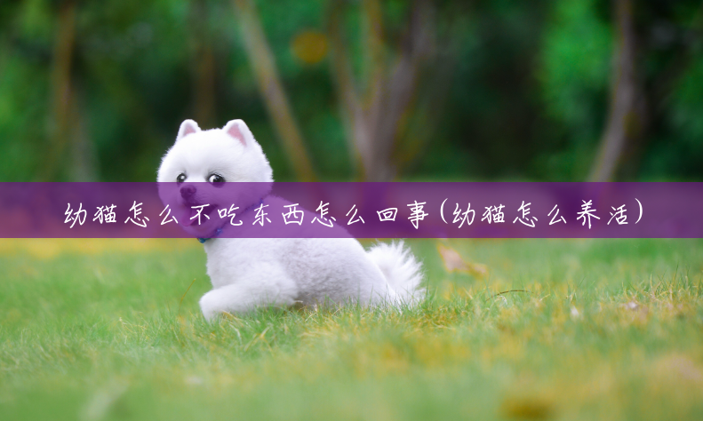 幼猫怎么不吃东西怎么回事(幼猫怎么养活) 幼猫怎么不吃东西怎么回事(幼猫怎么养活)
