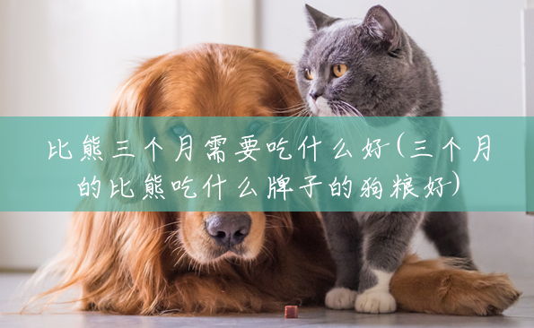 比熊三个月需要吃什么好(三个月的比熊吃什么牌子的狗粮好) 比熊三个月需要吃什么好(三个月的比熊吃什么牌子的狗粮好)