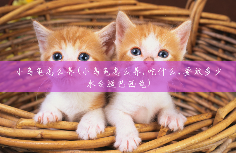 小乌龟怎么养(小乌龟怎么养,吃什么,要放多少水合适巴西龟) 小乌龟怎么养(小乌龟怎么养,吃什么,要放多少水合适巴西龟)
