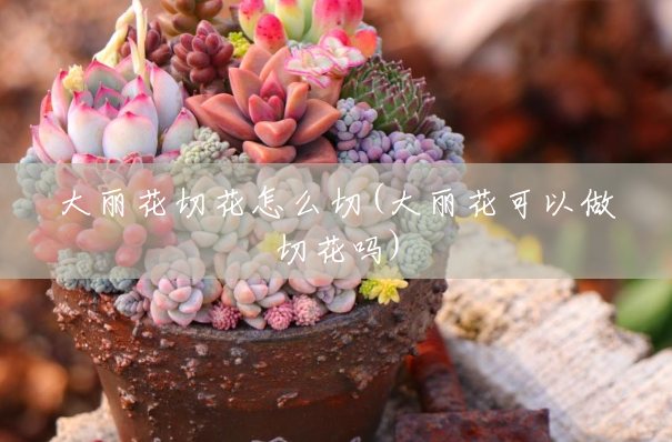 大丽花切花怎么切(大丽花可以做切花吗) 大丽花切花怎么切(大丽花可以做切花吗)
