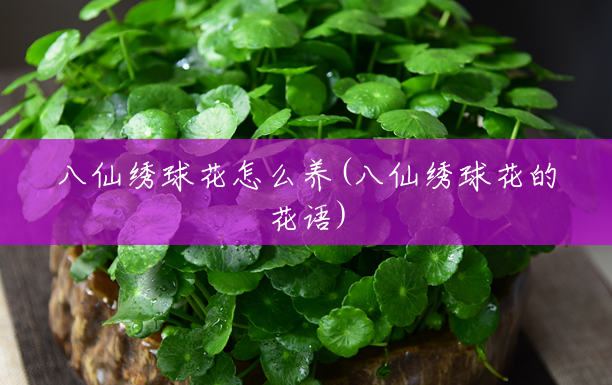 八仙绣球花怎么养(八仙绣球花的花语) 八仙绣球花怎么养(八仙绣球花的花语)