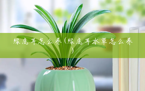 绿虎耳怎么养(绿虎耳水草怎么养) 绿虎耳怎么养(绿虎耳水草怎么养)
