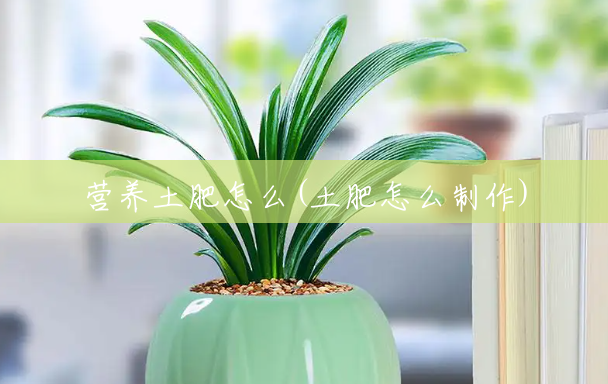 营养土肥怎么(土肥怎么制作) 营养土肥怎么(土肥怎么制作)