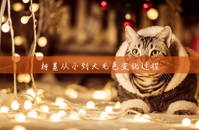 柯基从小到大毛色变化过程 柯基从小到大毛色变化过程