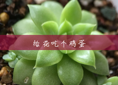 给花吃个鸡蛋