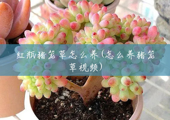 红瓶猪笼草怎么养(怎么养猪笼草视频) 红瓶猪笼草怎么养(怎么养猪笼草视频)