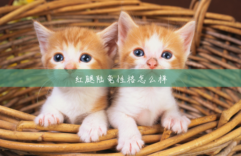 红腿陆龟性格怎么样 红腿陆龟性格怎么样