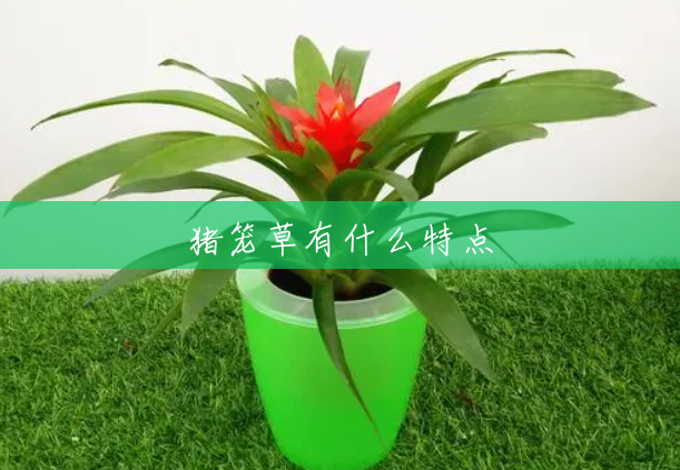 猪笼草有什么特点 猪笼草有什么特点