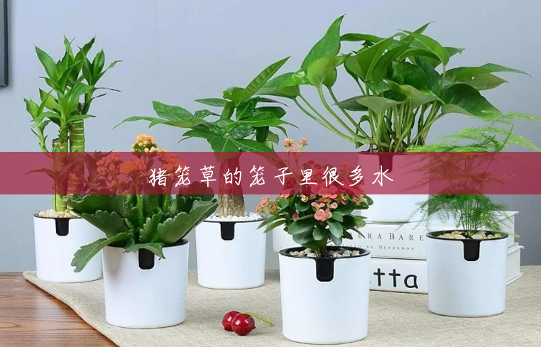 猪笼草的笼子里很多水