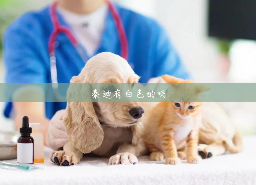 泰迪有白色的吗