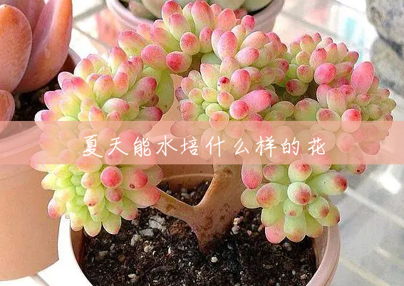 夏天能水培什么样的花