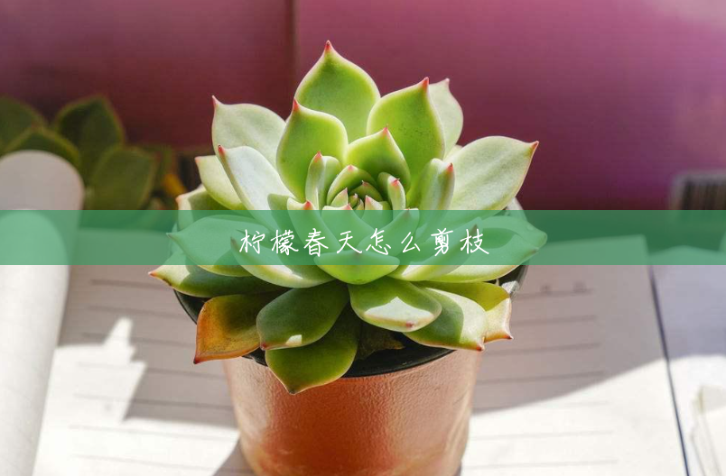 柠檬春天怎么剪枝 柠檬春天怎么剪枝