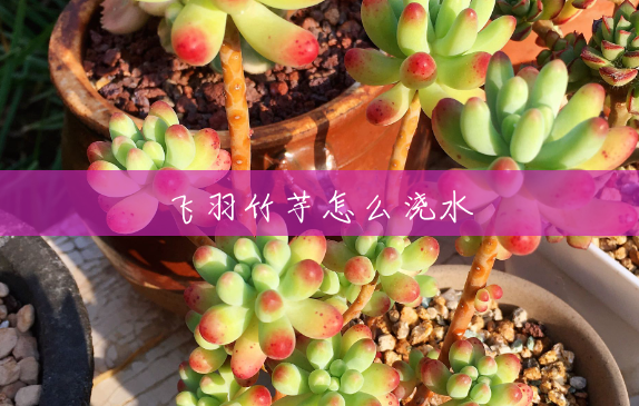 飞羽竹芋怎么浇水 飞羽竹芋怎么浇水