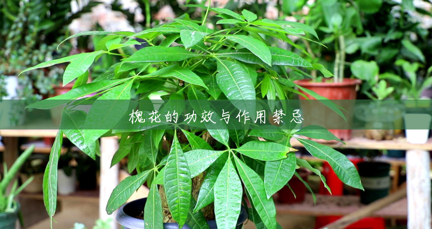 槐花的功效与作用禁忌 槐花的功效与作用禁忌