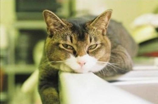 朗朗上口的春节祝福语大全