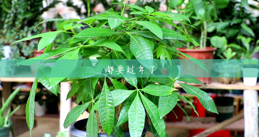 都要过年了