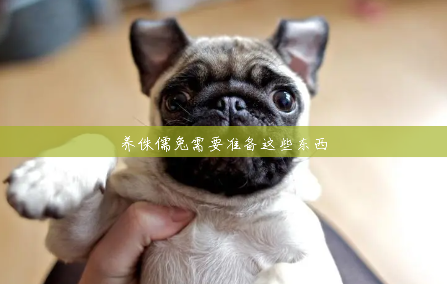 养侏儒兔需要准备这些东西 养侏儒兔需要准备这些东西
