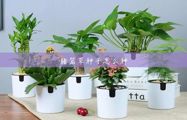 猪笼草种子怎么种 猪笼草种子怎么种