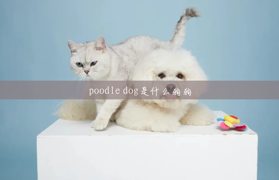 poodle dog是什么狗狗