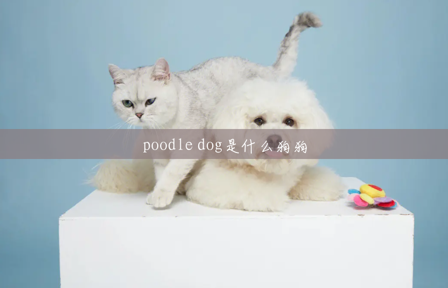 poodle dog是什么狗狗 poodle dog是什么狗狗