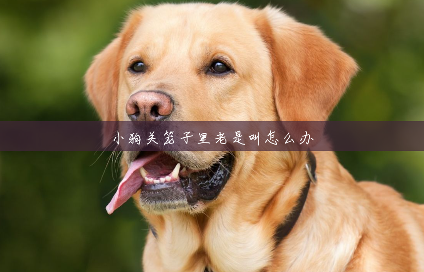 小狗关笼子里老是叫怎么办 小狗关笼子里老是叫怎么办