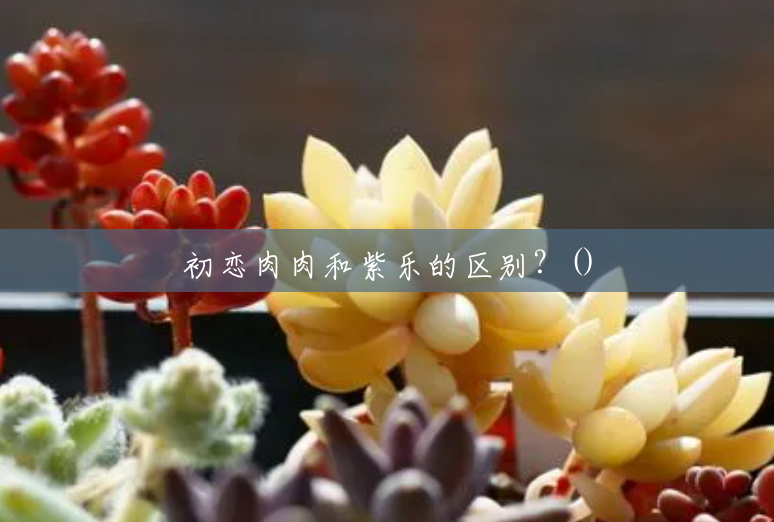 初恋肉肉和紫乐的区别?() 初恋肉肉和紫乐的区别?()
