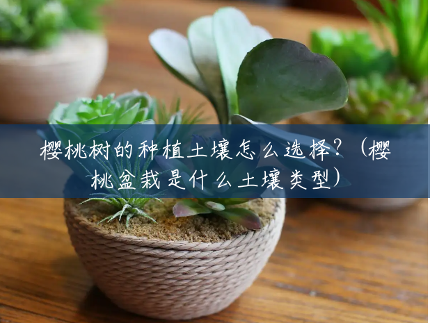 樱桃树的种植土壤怎么选择?(樱桃盆栽是什么土壤类型) 樱桃树的种植土壤怎么选择?(樱桃盆栽是什么土壤类型)