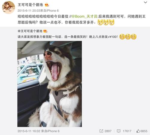 王思聪的狗,谁是王思聪的妻子(王思聪的宠物鸭被吃了) 本文共(4892字)