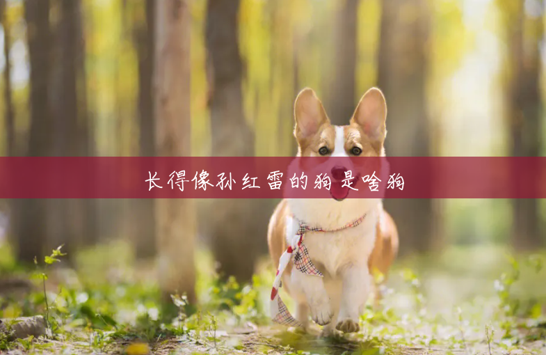 长得像孙红雷的狗是啥狗 长得像孙红雷的狗是啥狗