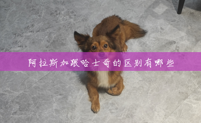 阿拉斯加跟哈士奇的区别有哪些 阿拉斯加跟哈士奇的区别有哪些