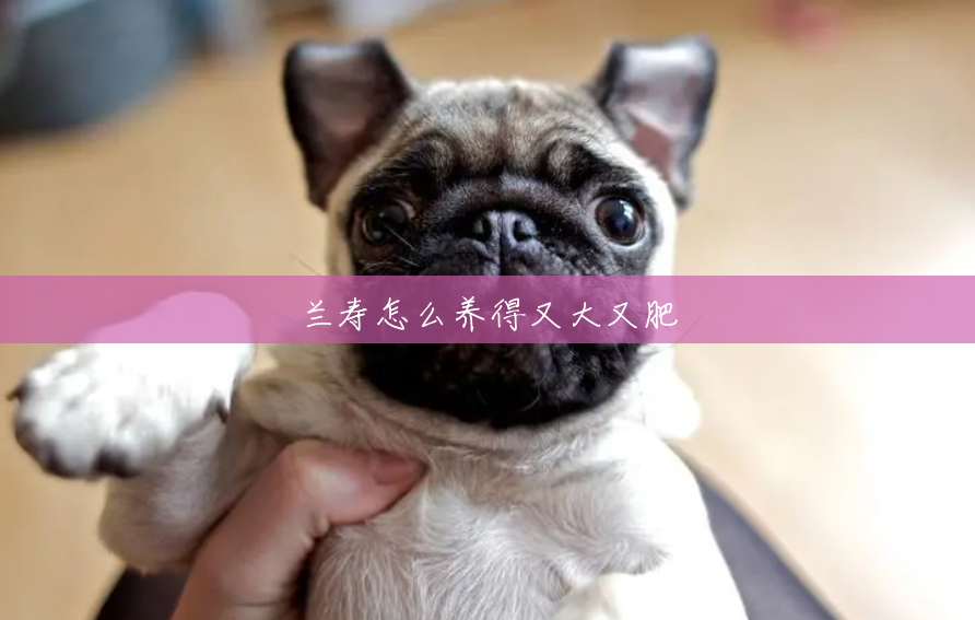 兰寿怎么养得又大又肥 兰寿怎么养得又大又肥