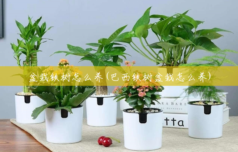 盆栽铁树怎么养(巴西铁树盆栽怎么养) 盆栽铁树怎么养(巴西铁树盆栽怎么养)