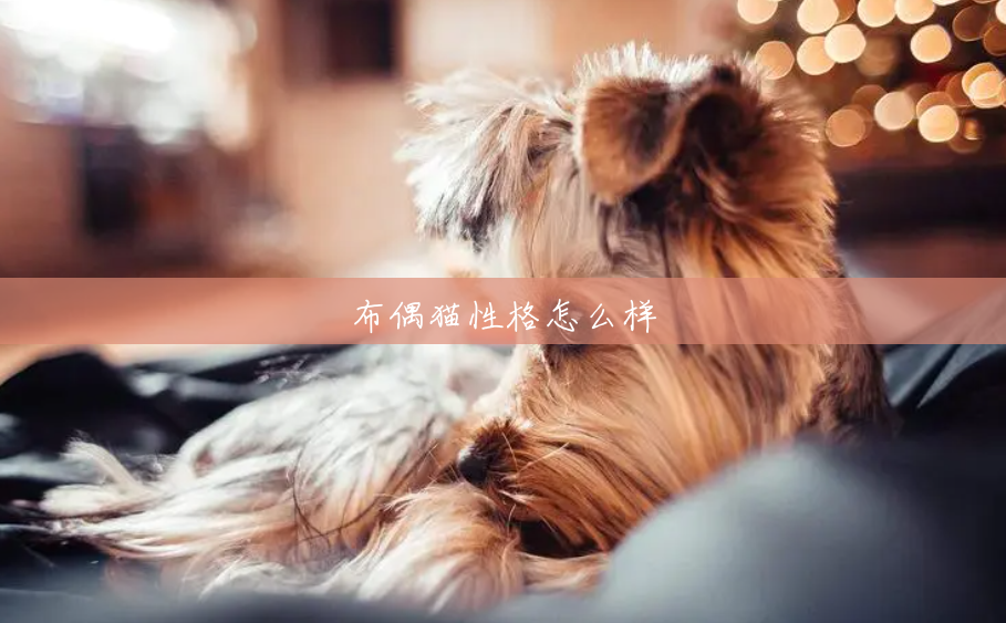 布偶猫性格怎么样 布偶猫性格怎么样