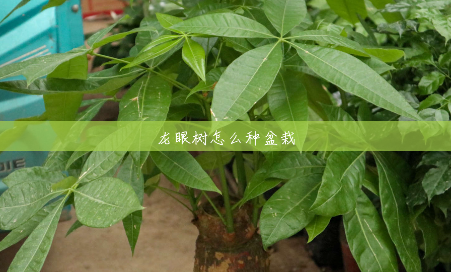 龙眼树怎么种盆栽 龙眼树怎么种盆栽