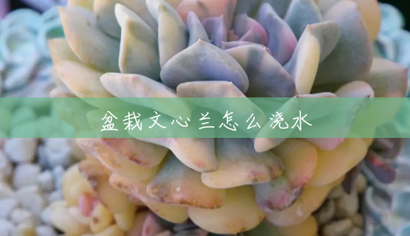 盆栽文心兰怎么浇水 盆栽文心兰怎么浇水