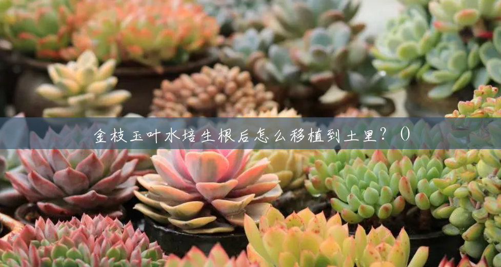 金枝玉叶水培生根后怎么移植到土里？()