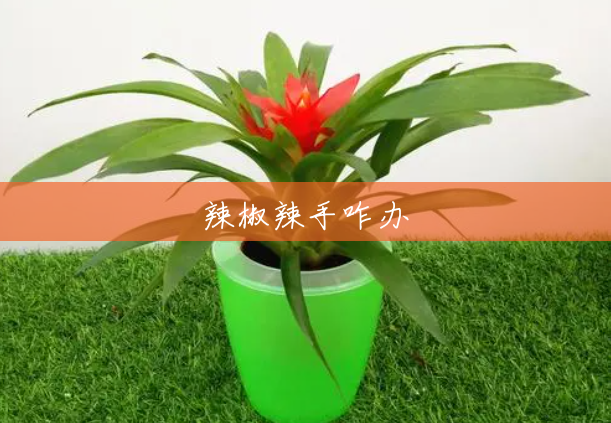 辣椒辣手咋办 辣椒辣手咋办