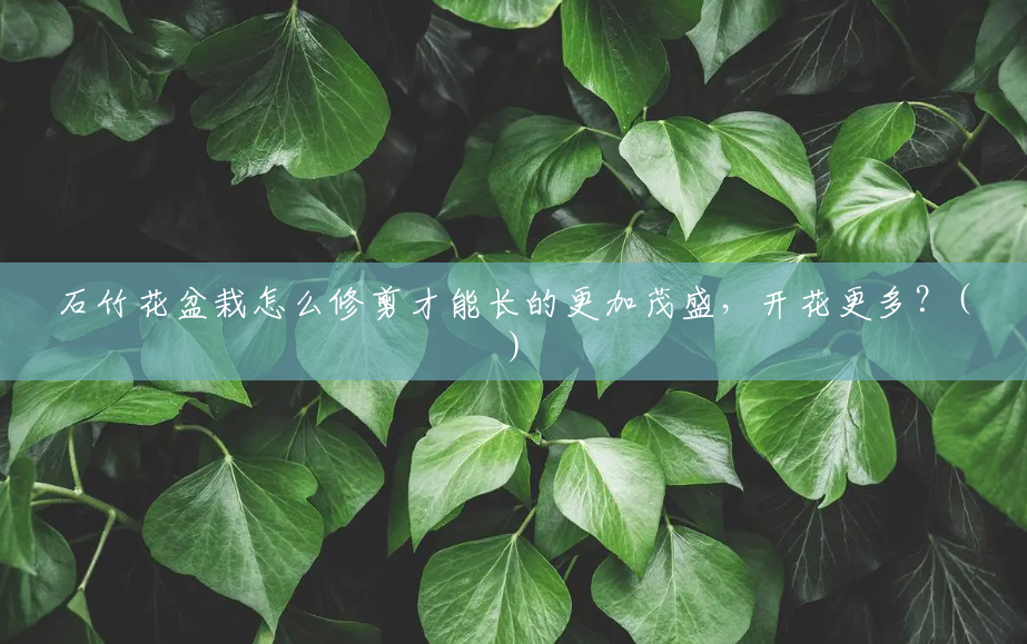 石竹花盆栽怎么修剪才能长的更加茂盛,开花更多?() 石竹花盆栽怎么修剪才能长的更加茂盛,开花更多?()
