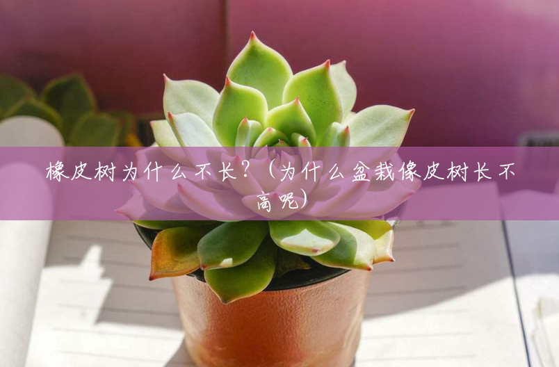 橡皮树为什么不长?(为什么盆栽像皮树长不高呢) 橡皮树为什么不长?(为什么盆栽像皮树长不高呢)