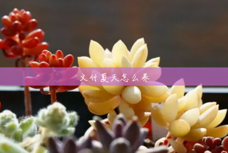 文竹夏天怎么养 文竹夏天怎么养