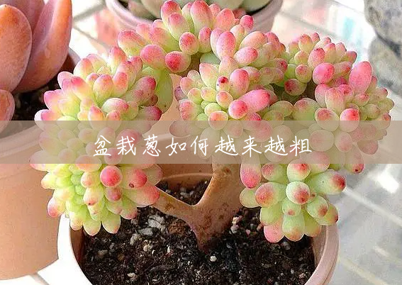 盆栽葱如何越来越粗 盆栽葱如何越来越粗
